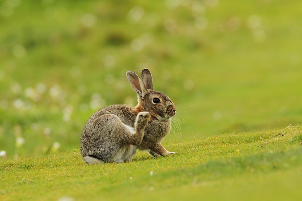 Imagen 7 de la galería de Conejo - Rabbit